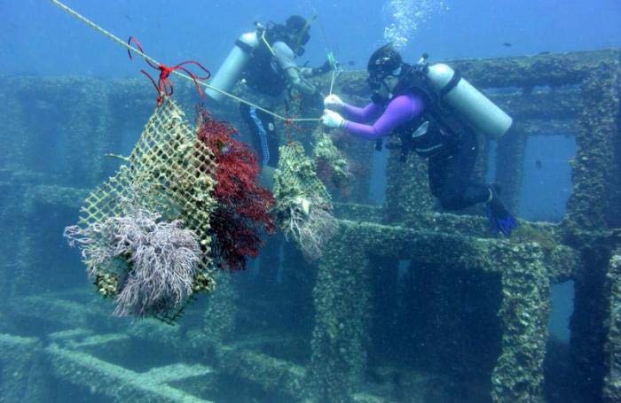 Ao Po Grand Marina, Phuket Thailand » Live coral planted at artificial reef  off Phuket