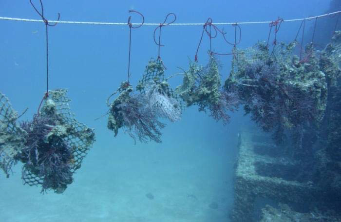 Ao Po Grand Marina, Phuket Thailand » Live coral planted at artificial reef  off Phuket