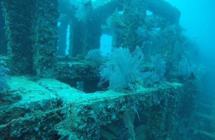 Ao Po Grand Marina, Phuket Thailand » Live coral planted at artificial reef  off Phuket