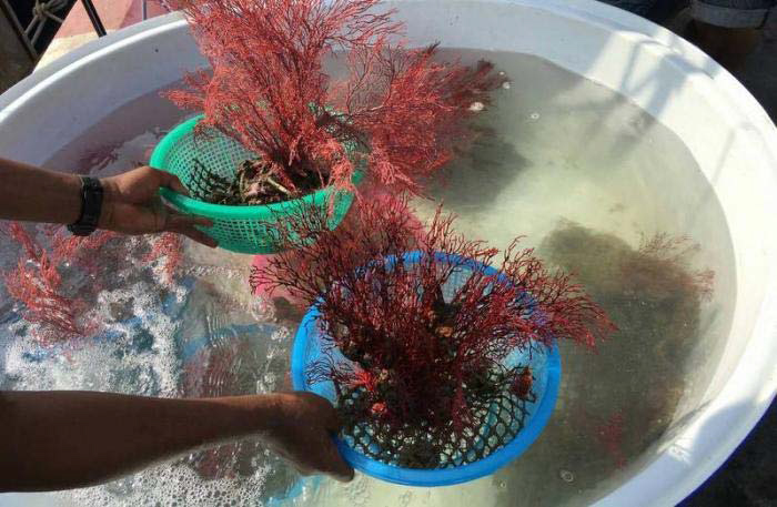 Ao Po Grand Marina, Phuket Thailand » Live coral planted at artificial reef  off Phuket